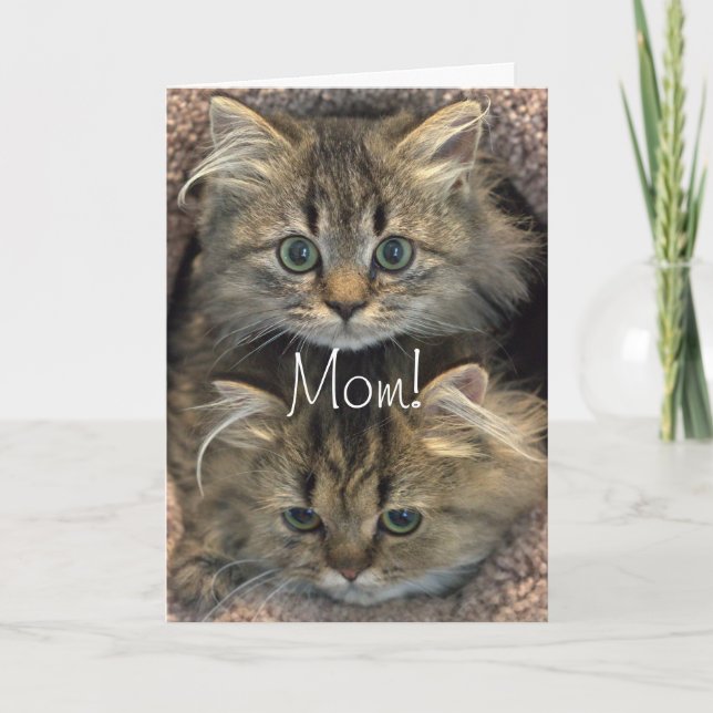 Persian Kitten Mother's Day Card (Front)