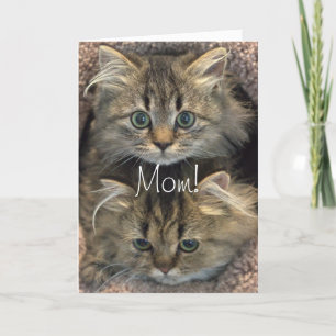 Persian Kitten Mother's Day Card