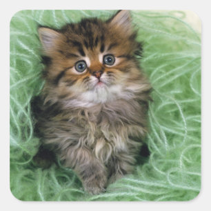 Persian Kitten Square Sticker