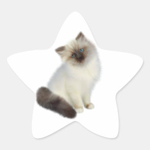 Persian Kitten Star Sticker