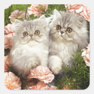 Persian Kittens Play in Pink Flowers Square Sticker