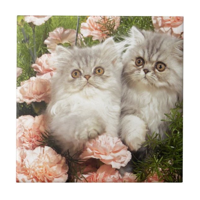 Persian Kittens Play in Pink Flowers Tile (Front)