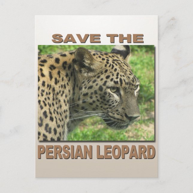 Persian Leopard Postcard (Front)