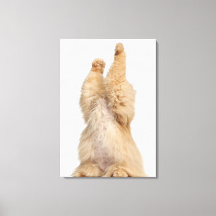 Persian playing (3 years old) canvas print