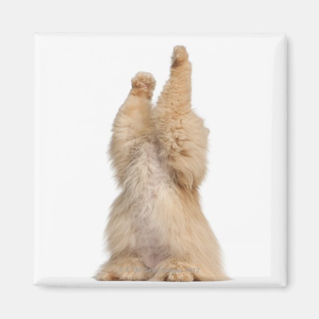 Persian playing (3 years old) magnet (Front)