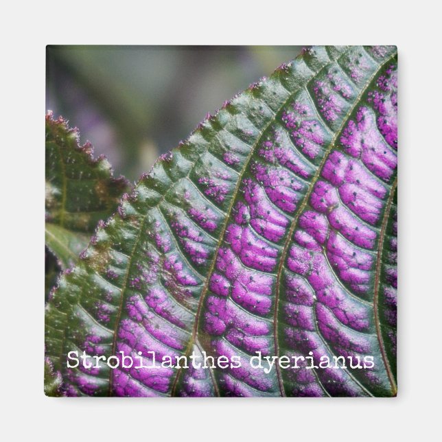 Persian Shield Botanical Magnet (Front)