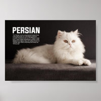 Persian/Shirazi Cat Breed