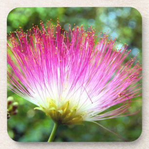 Persian Silk Tree Flower Hard Plastic Coaster