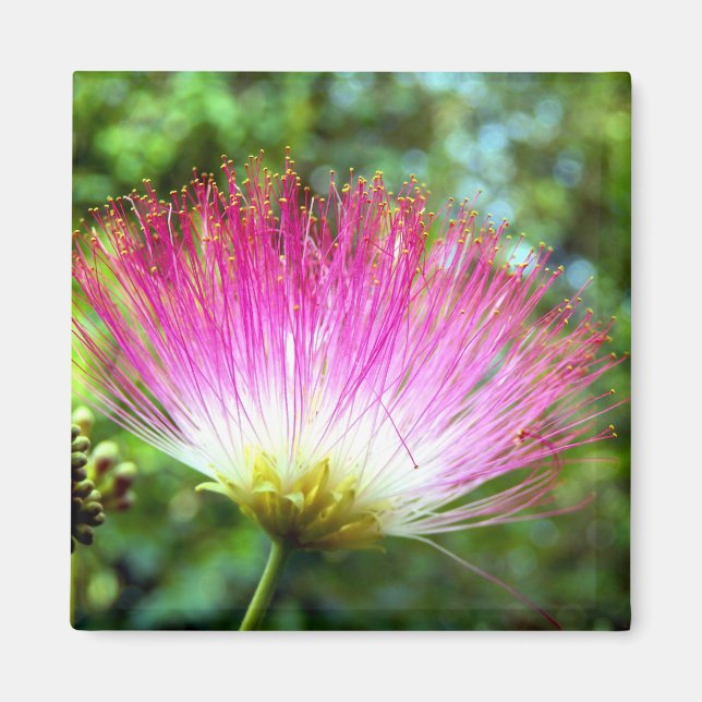 Persian Silk Tree Flower Magnet (Front)