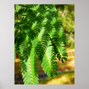 Persian Silk Tree Leaves Poster