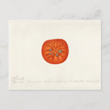 Persimmon (Diospyros) Fruit Watercolor Painting
