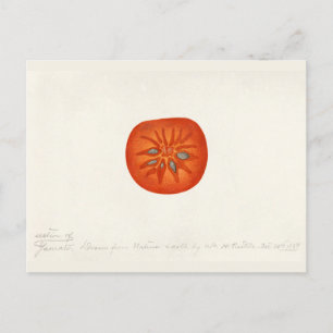 Persimmon (Diospyros) Fruit Watercolor Painting Postcard