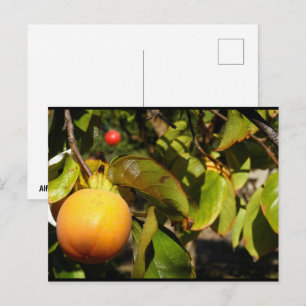 Persimmon Fruit in Tree Postcard