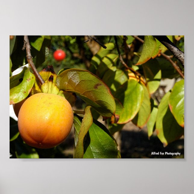 Persimmon Fruit in Tree Poster (Front)