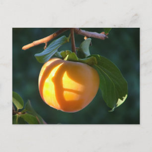 persimmon postcard