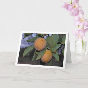 Persimmon Tree Portrait Card