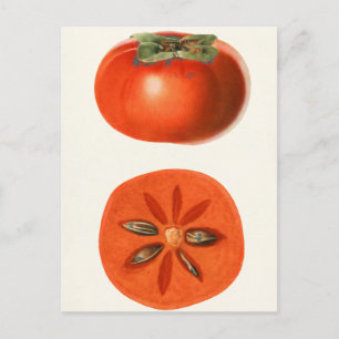 Persimmons Fruit Watercolor Painting Postcard