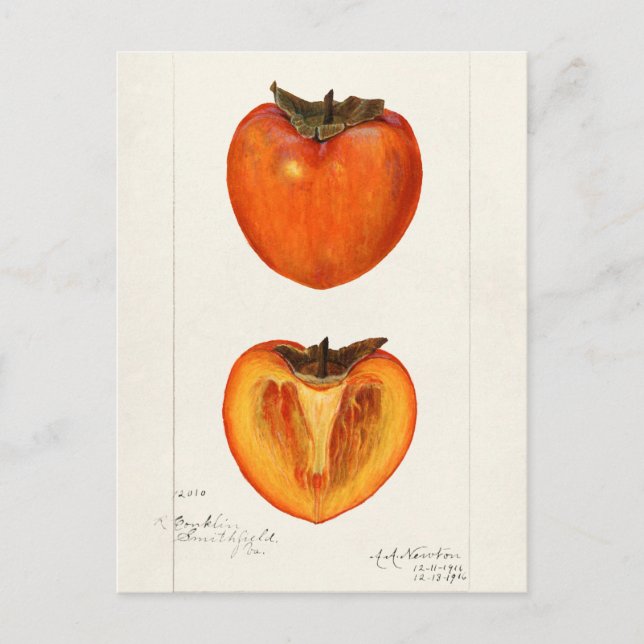 Persimmons Fruit Watercolor Painting Postcard (Front)