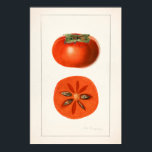 Persimmons Fruit Watercolor Painting Poster<br><div class="desc">Vintage persimmons illustration.</div>