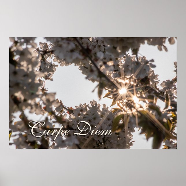 Personal Carpe Diem shiny apple tree blossoms Poster (Front)