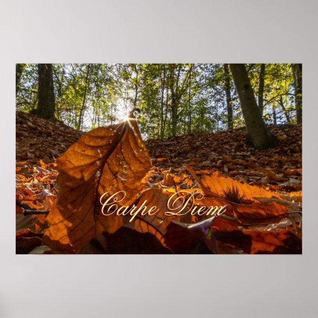 Personal Carpe Diem shiny colourful leaves forest Poster (Front)