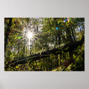 Personal Carpe Diem shiny colourful leaves forest Poster