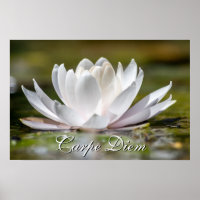 Personal Carpe Diem white water lily blossom