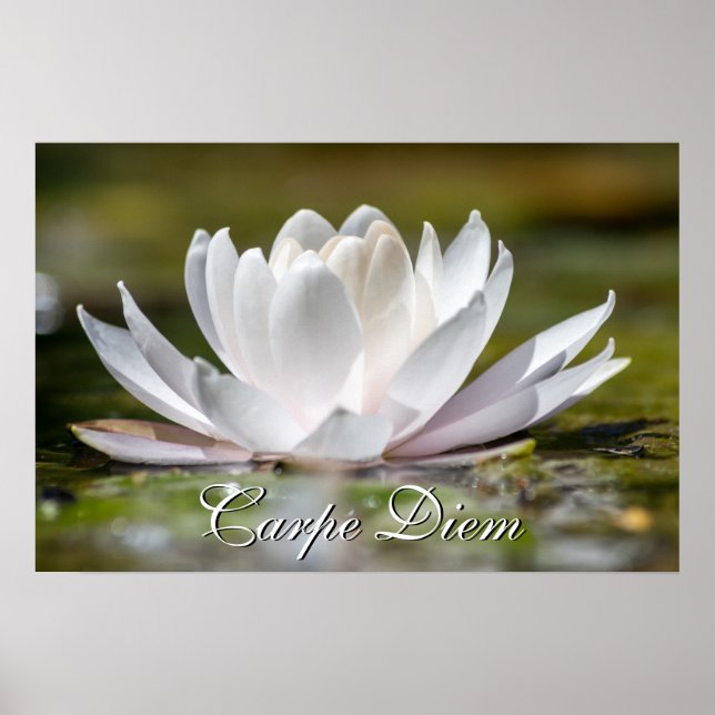 Personal Carpe Diem white water lily blossom Poster (Front)