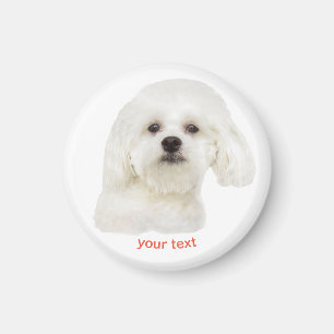 Personalise Cute Maltese Puppy Magnet