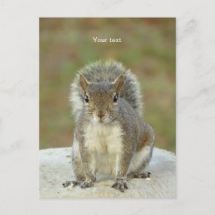 Personalise Cute Squirrel face to face photography Postcard
