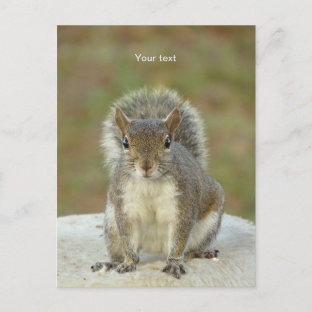 Personalise Cute Squirrel face to face photography Postcard (Front)