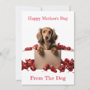 Personalise Long Hair Dachshund Pup Mothers Day  Holiday Card