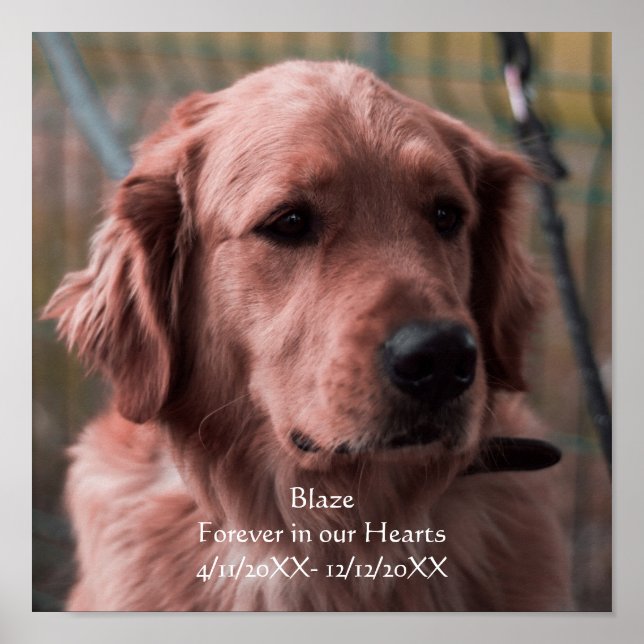 Personalise Photo Pet Memorial Keepsake  Poster (Front)