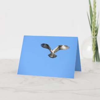 Personalise this Osprey Bird Greeting Card