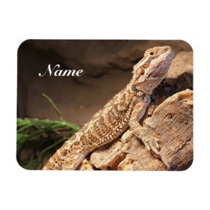 Personalised Baby Bearded Dragon Lizard Magnet