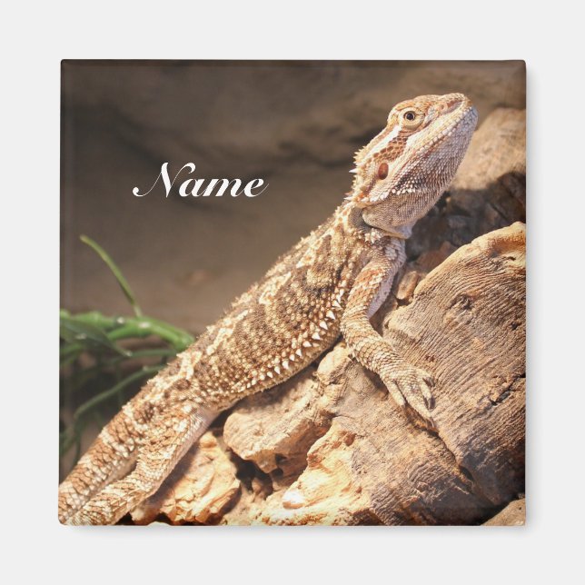Personalised Baby Bearded Dragon Lizard Magnet (Front)