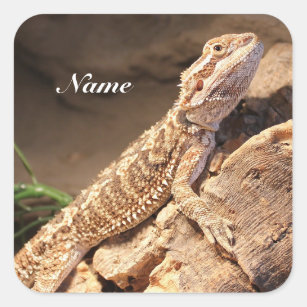 Personalised Baby Bearded Dragon Lizard Square Sticker
