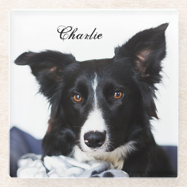 Personalised Black and White Border Collie Glass Coaster (Front)