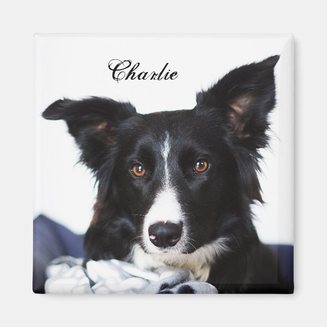 Personalised Black and White Border Collie Magnet (Front)