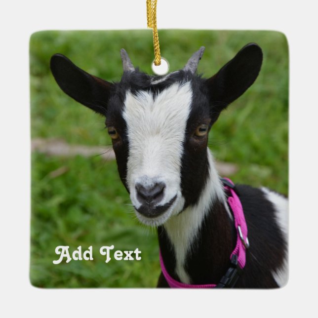 Personalised Black and White Dwarf Goat Ceramic Ornament (Front)