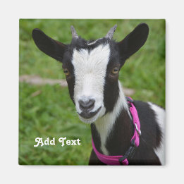 Personalised Black and White Dwarf Goat Magnet