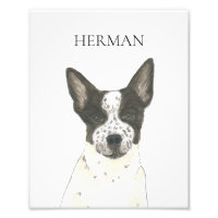 Personalised Black and White Heeler Cattledog