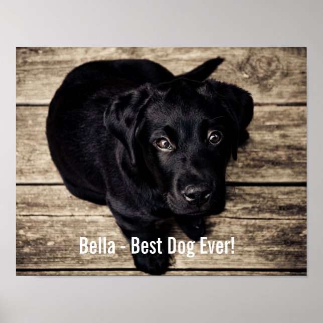 Personalised Black Lab Dog Photo and Dog Name Poster (Front)