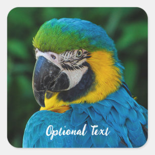 Personalised Blue and Yellow Macaw Parrot Square Sticker