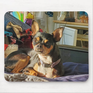 Personalised Chihuahua Dog Photo   Mouse Mat