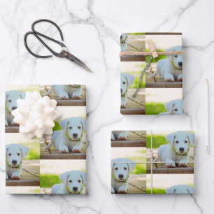 Personalised custom pet photo wrapping paper sheet