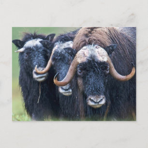 Personalised Custom Your Own Photo & Text Postcard