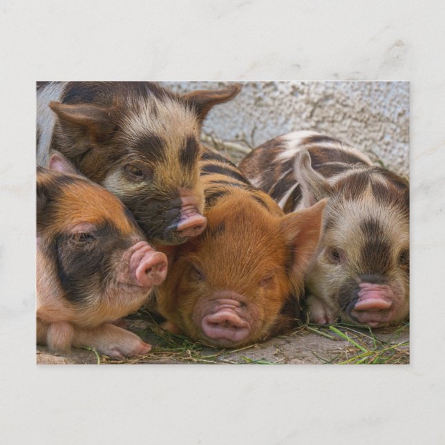 Personalised Custom Your Own Photo & Text Postcard (Front)