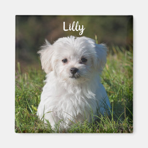 Personalised Cute Fluffy White Maltese Puppy Dog Magnet