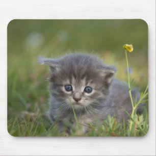 Personalised Cute Kitten Mouse Mat
